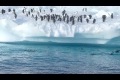 Hoppande pingviner