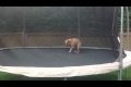 Hund gillar trampolin