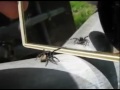 Spindel upptäcker spegel