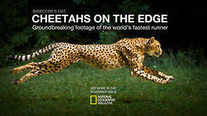 Gepard I slow motion