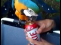 Papegoja öppnar öl