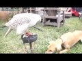 Fågel matar hund