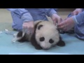 Söt panda tar sina första steg