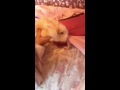 Cute fluffy bunny attacks bed