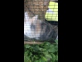 Cute fluffy bunny licking chicken wire