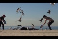 Fågelprank på stranden