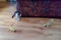 Funny: Scared Kitten over Iguana