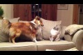Modig katt vs hund