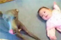 Gråtande baby vs hund